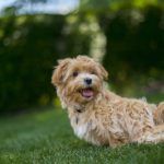 口を開けて何かを見つめる犬