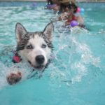 プールで泳ぐシベリアンハスキー