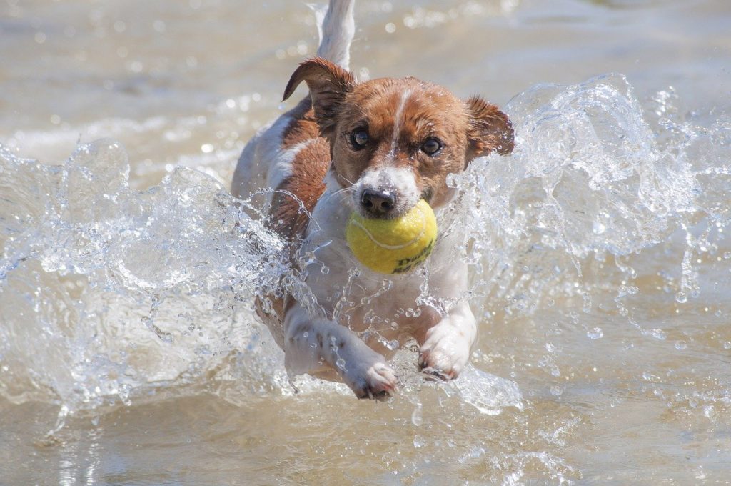 テニスボールをくわえて水辺を走る犬