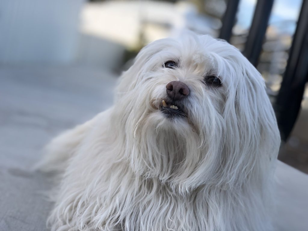 毛が長い白い犬
