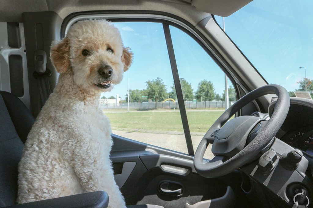 運転席に座る白い犬