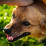 頭を撫でられる犬