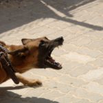 何かに向かって吠える犬
