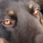 目が赤い黒い犬