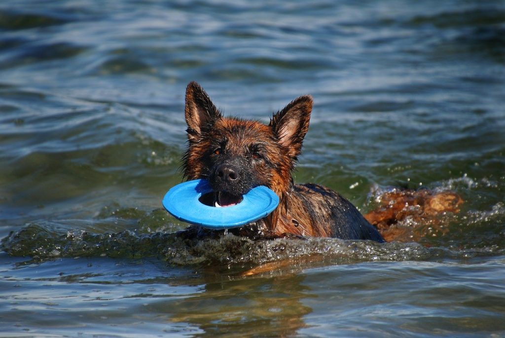 海でフリスビーを加えている犬