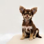 お座りしてこちらを見る子犬のチワワ