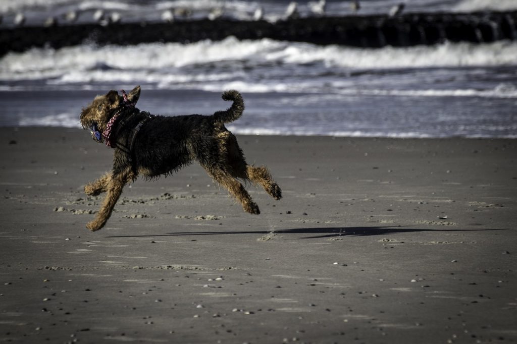 浜辺を走る犬