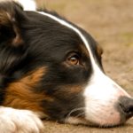 うつ伏せで考え事をする犬