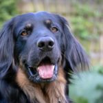 舌を出して何かを待つ犬