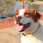 口を開けて何かを待つ犬