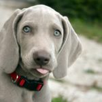 舌を出してこちらを待つグレーの犬