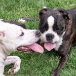 舌を出し合う2匹の犬