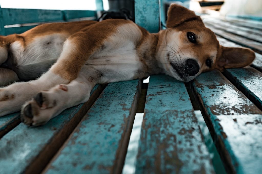青いベンチで寝っ転がる犬