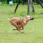 全速力で走る犬