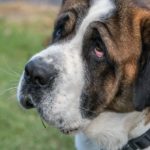 目が充血した犬