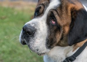 目が充血した犬