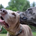 他の犬の耳を舐める犬