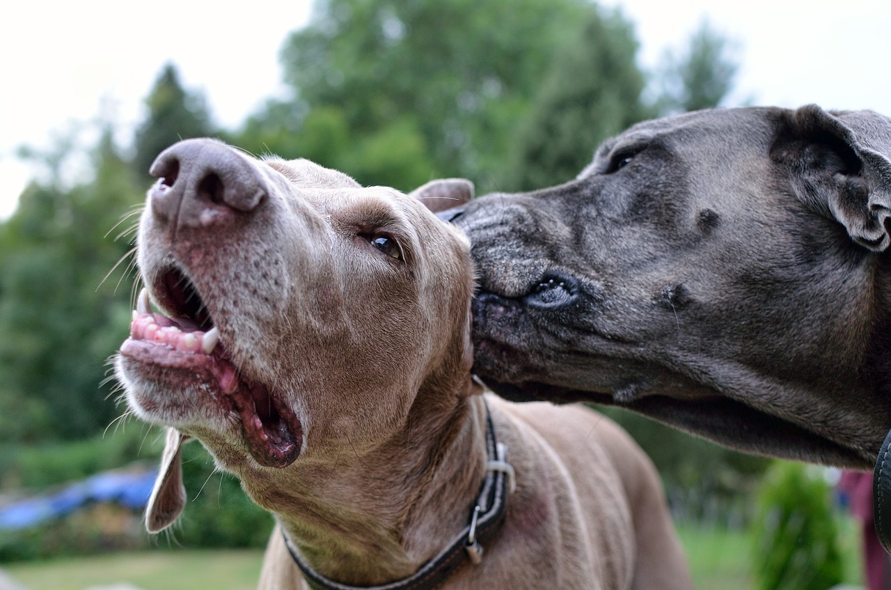 他の犬の耳を舐める犬