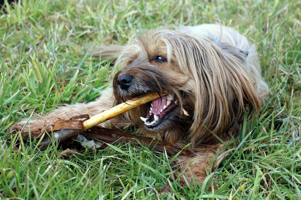 木の棒を噛む犬