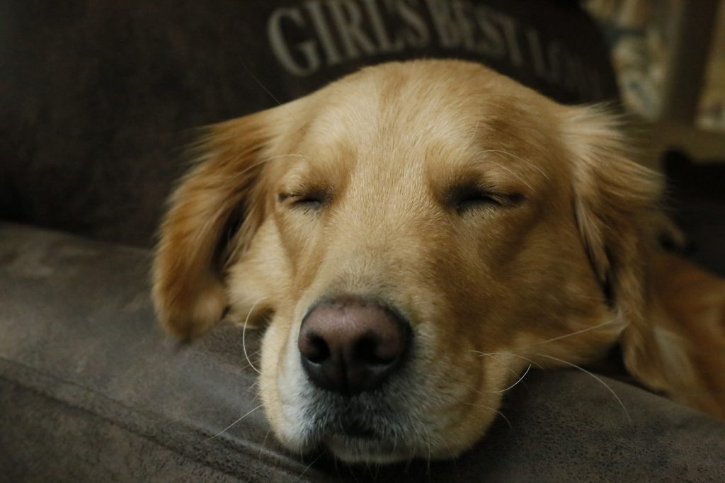 ソファーで寝る犬
