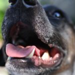 口の中を見せる犬