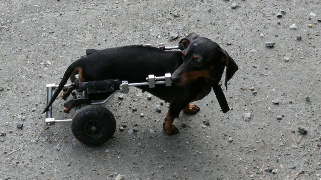 車椅子を使ってリハビリする犬