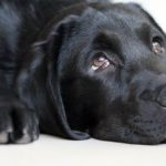 うつ伏せで目を上に向けた黒い犬
