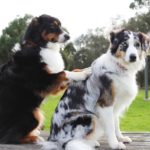犬が他の犬の背中を押す様子