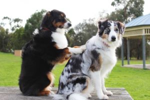 犬が他の犬の背中を押す様子