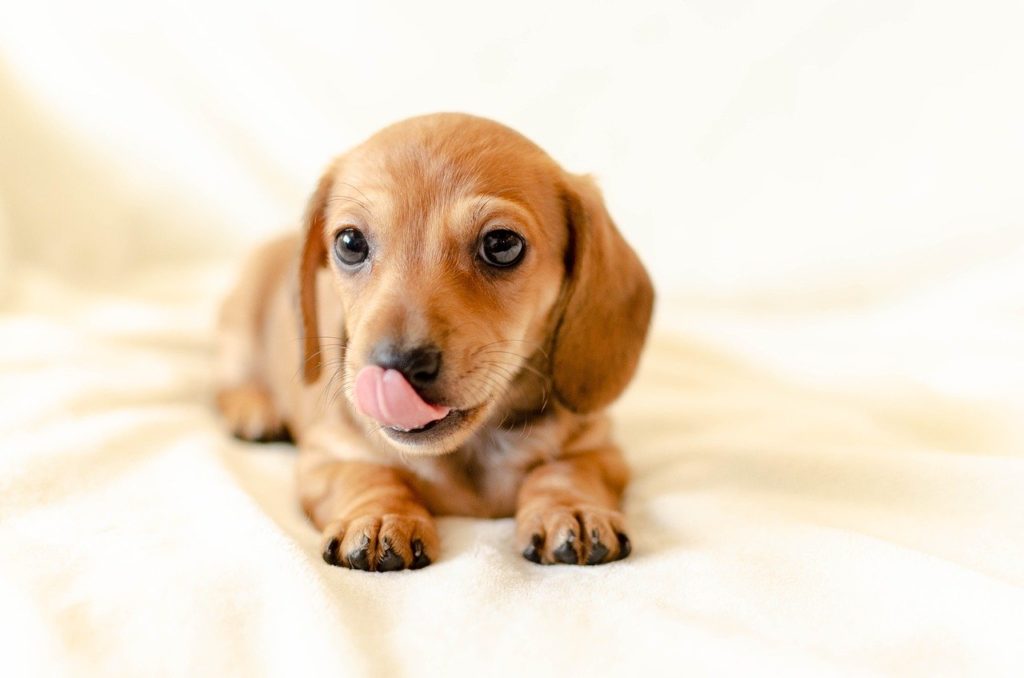 舌で鼻先をなめる子犬