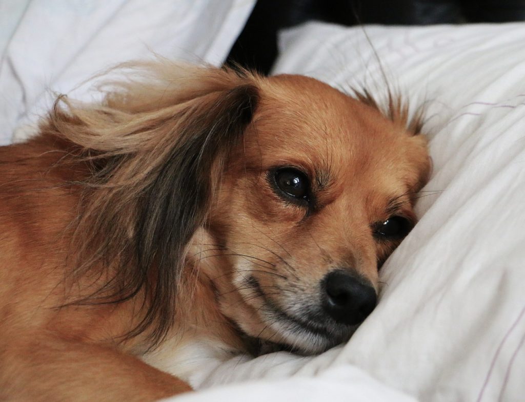 悲しそうな顔つきでベッドに横たわる犬
