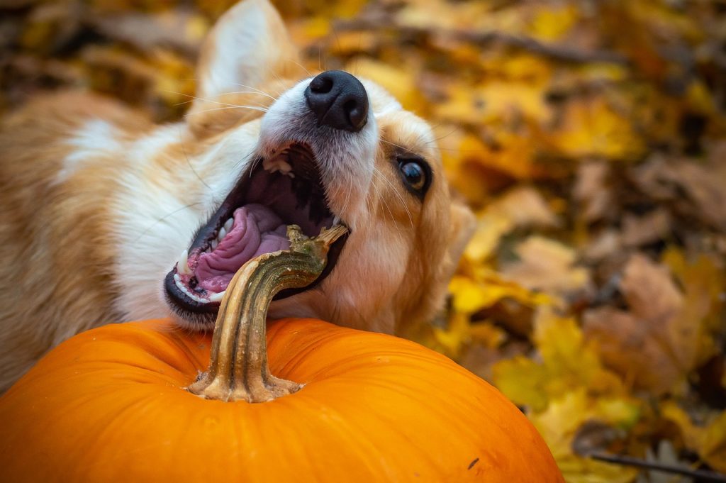 かぼちゃのへたを食べようとする犬
