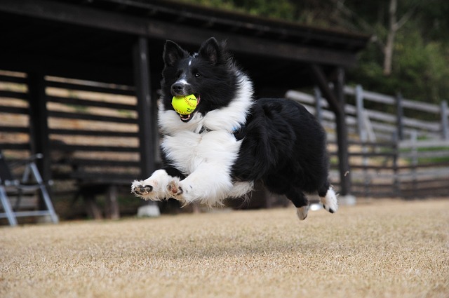 走ってボールをキャッチする犬