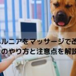 獣医師からマッサージを受ける犬