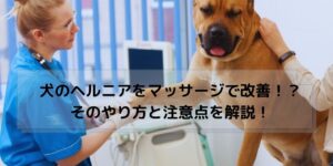 獣医師からマッサージを受ける犬