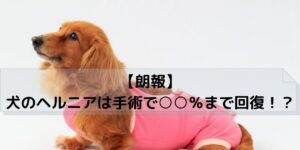 ピンクの服を着てお座りする犬