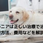 診察してもらう犬