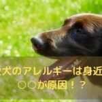 口を開けて呼吸する犬