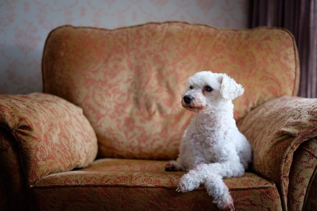 ソファーに身体をつける白い犬