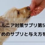 餌を食べる犬